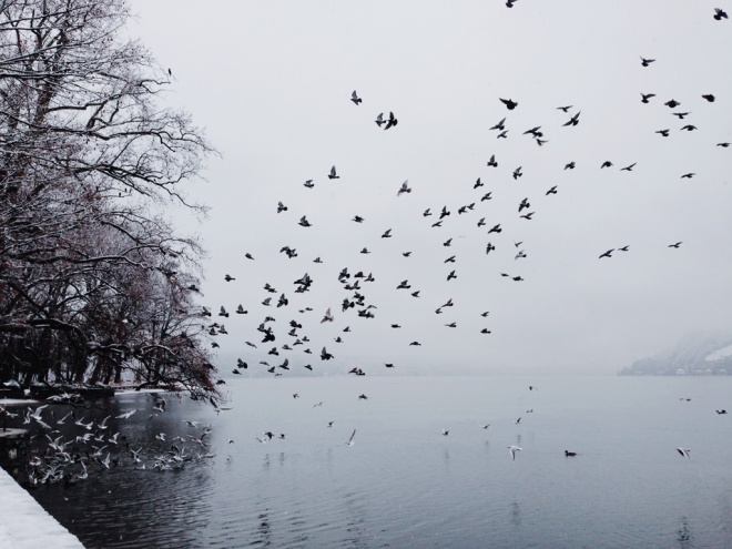 birds flock to the lake shore in Parco Ciani in Lugano