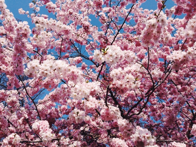 cherry tree blossom in lugano parco ciani